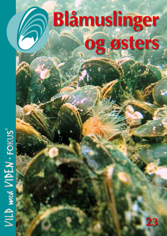 Blåmuslinger og østers